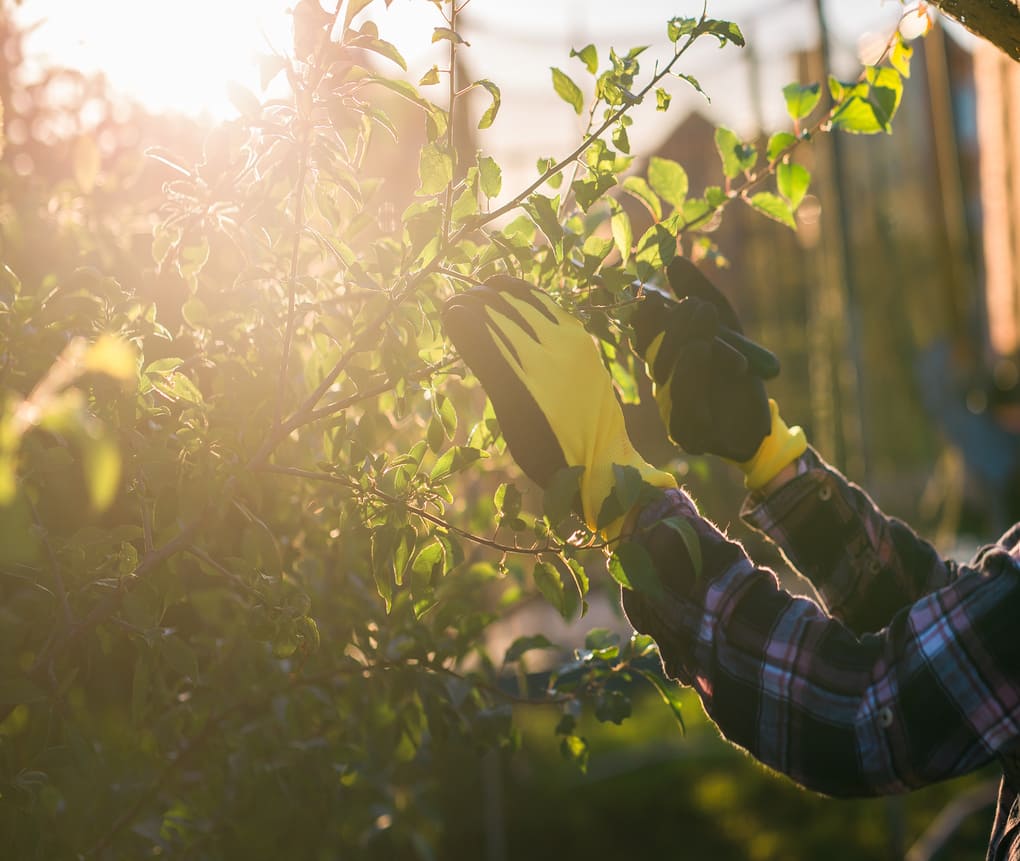 calendrier de taille barthelemy jardinage